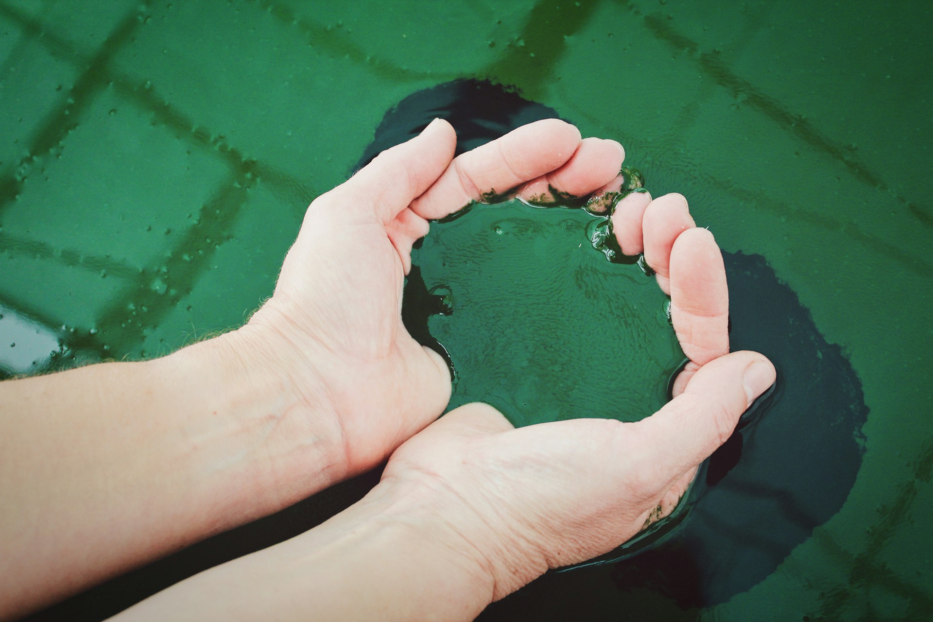 spirulina_1.jpg