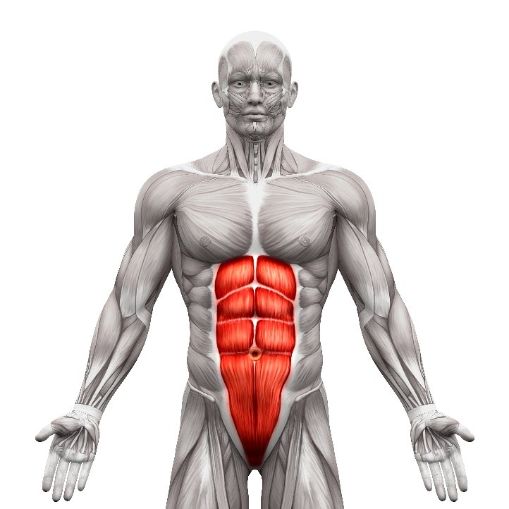 abdominis.jpg